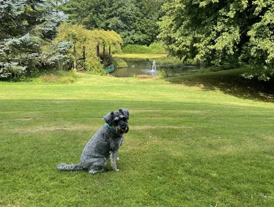 The family dog on the lawn above the pond at The Grove