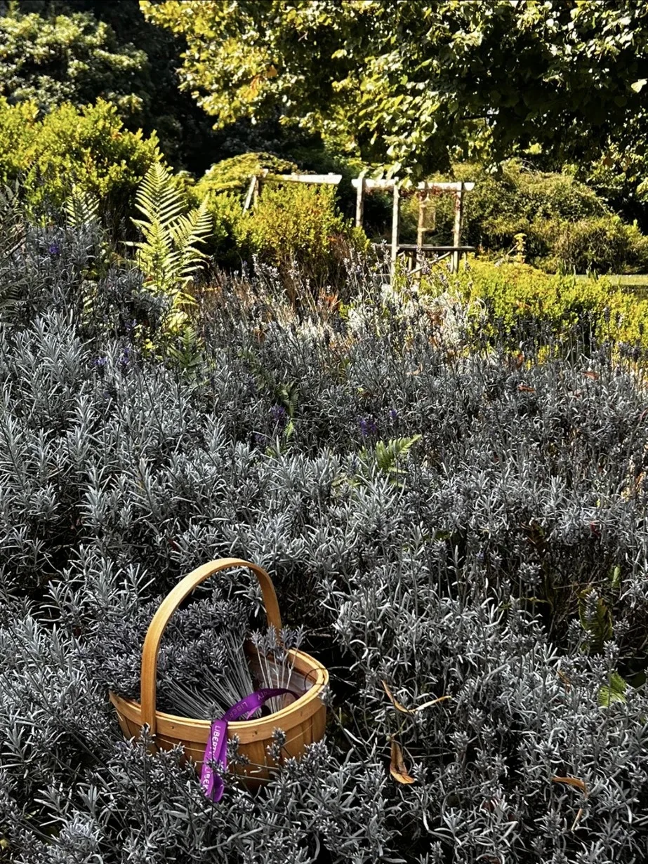 A trug of cut lavender in the walled garden