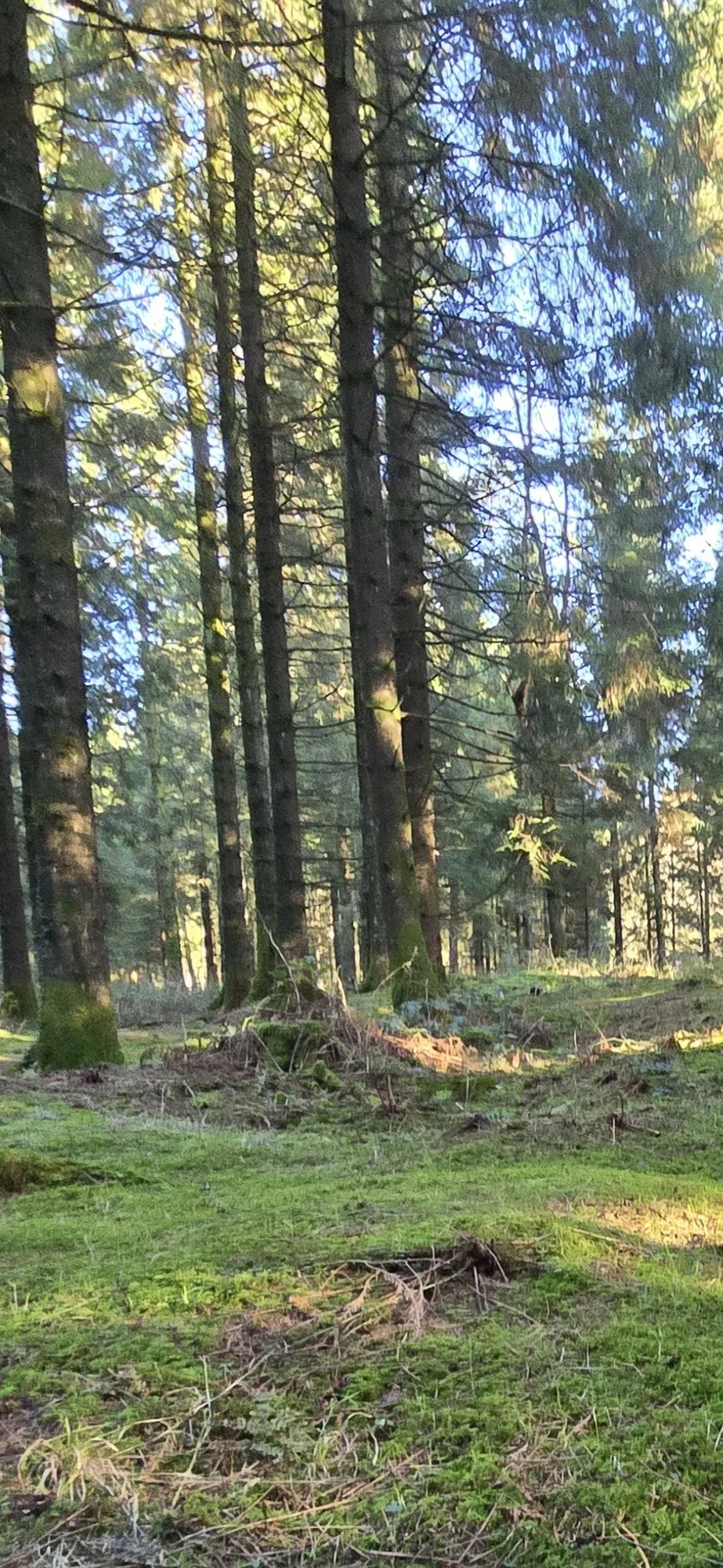 Woodland & Mature Trees